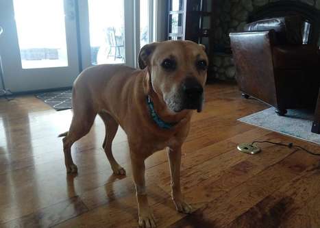 Mocha looking nervous in front of a glass door