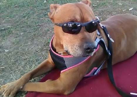 Trouble wearing sunglasses while laying on a blanket outside